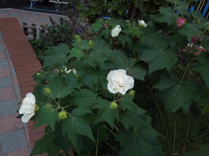 新北的幾個都會區內的小公園賞花行