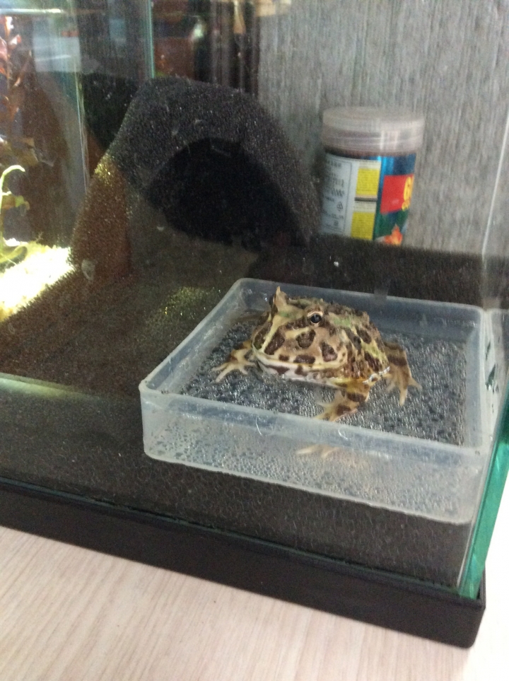我的角蛙好像怕冷
