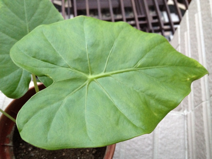 請問這是什麼植物