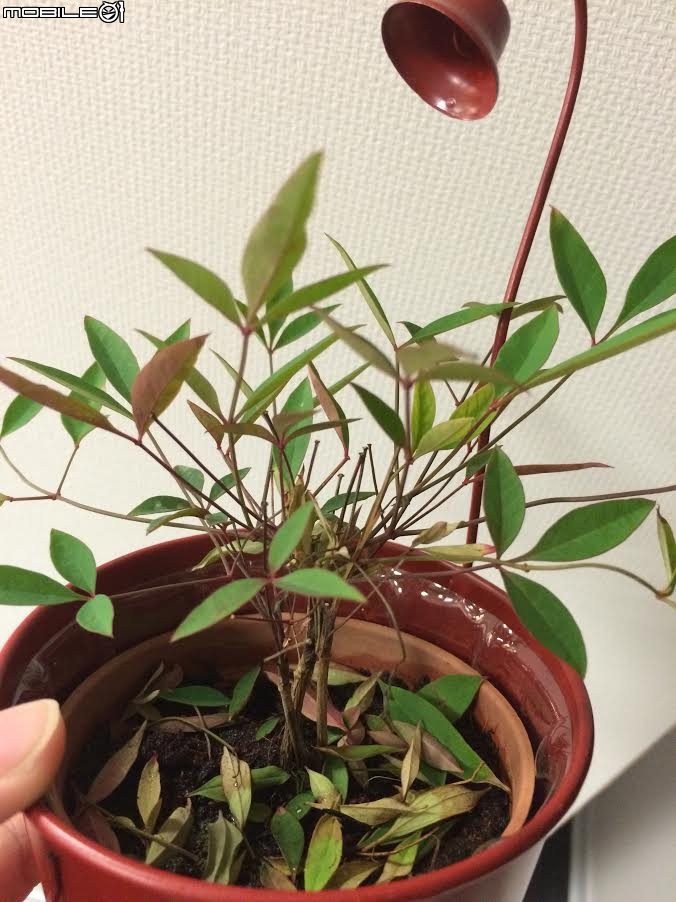 請問這種植物叫什麼名字？