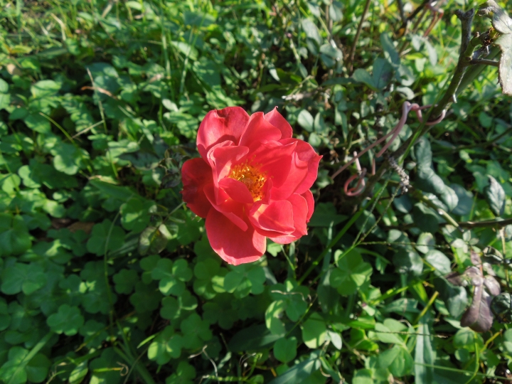 新北的幾個都會區內的小公園賞花行