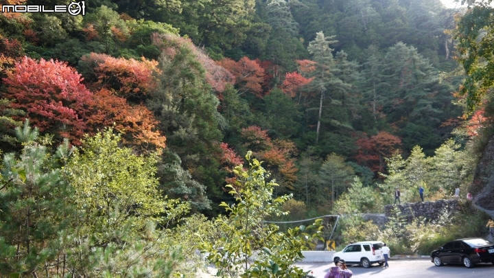 中橫楓紅實況分享
