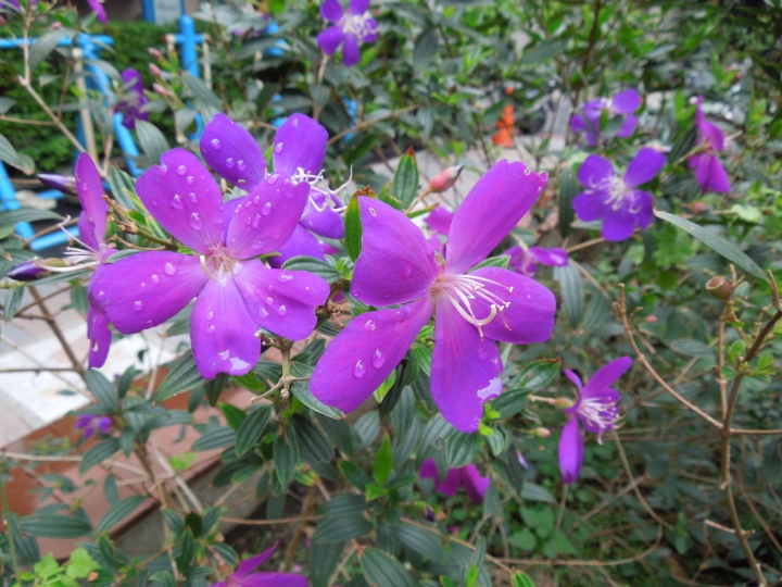 新北的幾個都會區內的小公園賞花行