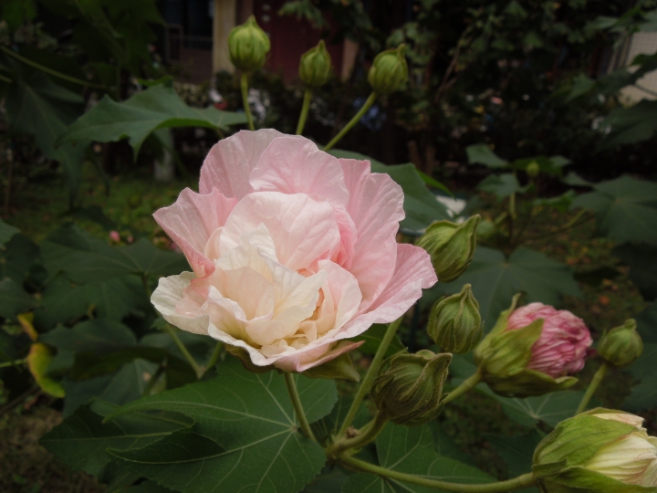 新北的幾個都會區內的小公園賞花行