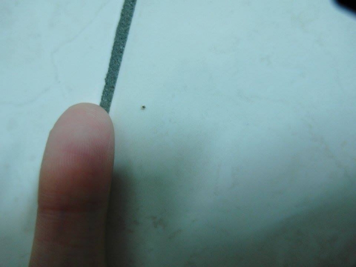 比螞蟻還小的奇怪小蟲蟲，有人可幫忙解答嗎