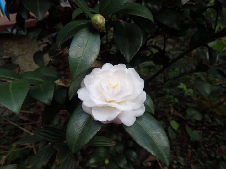 新北的幾個都會區內的小公園賞花行