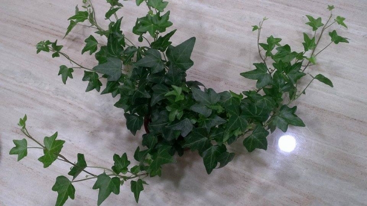 (求助)想請問大家這是什麼植物?