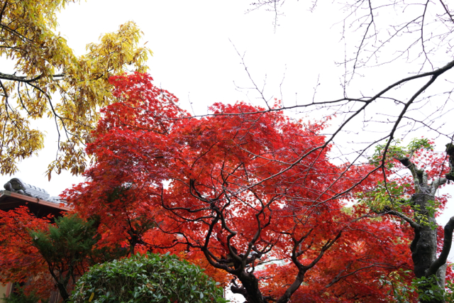 2014 關西賞楓行 Day 04 - 嵐山、渡月橋、天龍寺、常寂光寺、竹林小徑