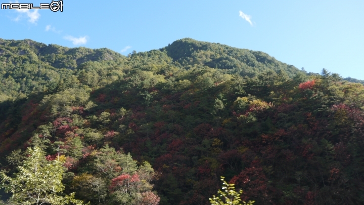 中橫楓紅實況分享