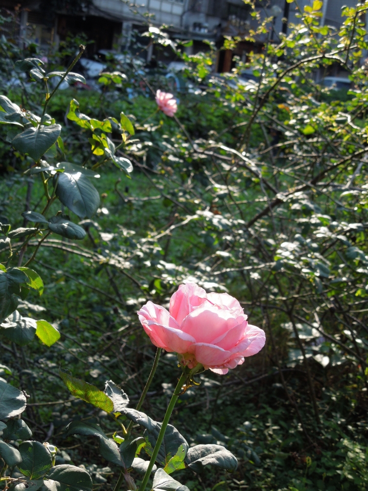 新北的幾個都會區內的小公園賞花行