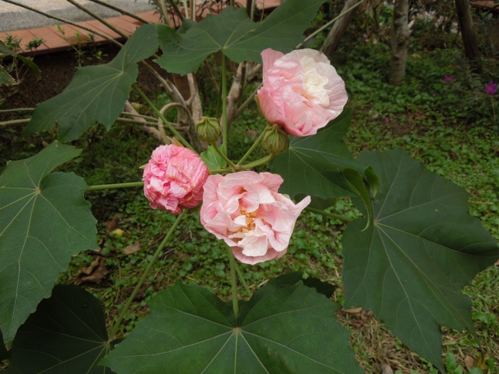 新北的幾個都會區內的小公園賞花行