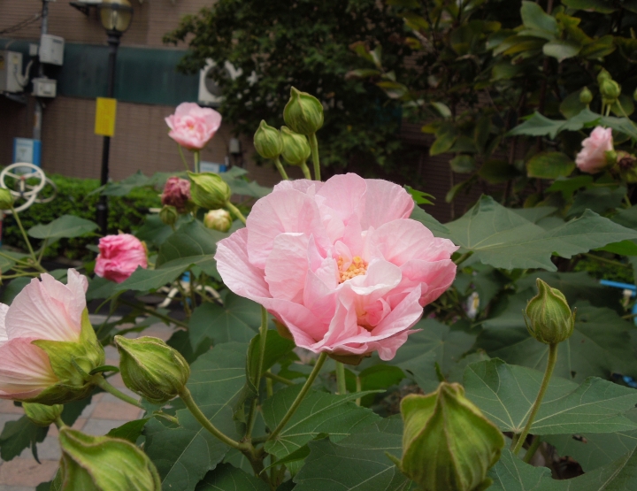 新北的幾個都會區內的小公園賞花行