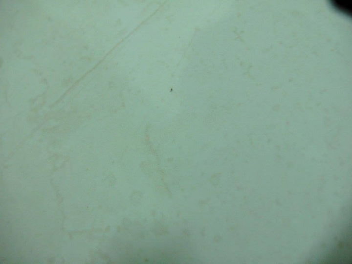 比螞蟻還小的奇怪小蟲蟲，有人可幫忙解答嗎