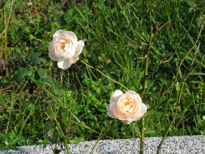 新北的幾個都會區內的小公園賞花行