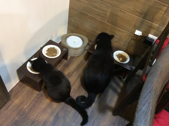 【新家開箱】貓在勇家