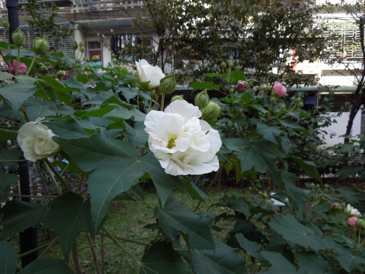 新北的幾個都會區內的小公園賞花行