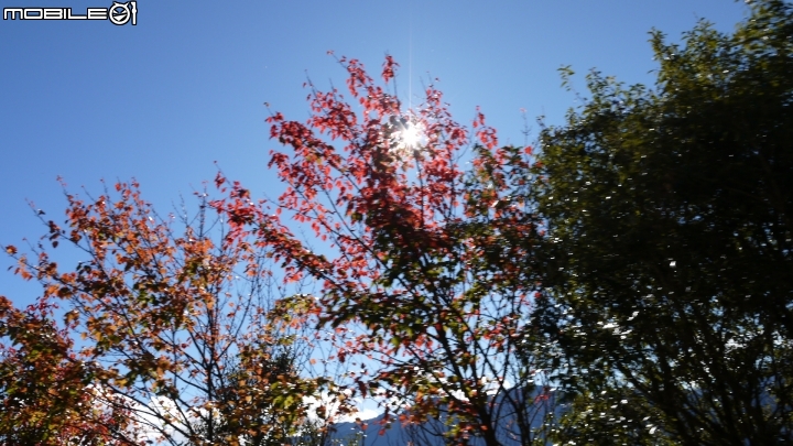 中橫楓紅實況分享