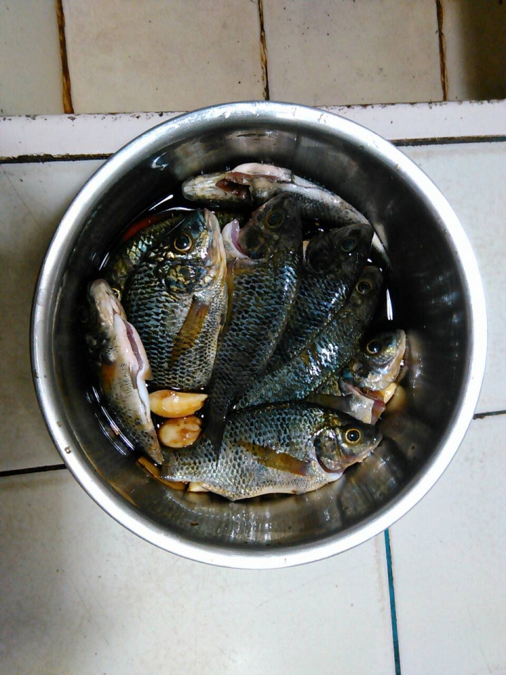 貼補家用：野溪吳郭魚小搞搞