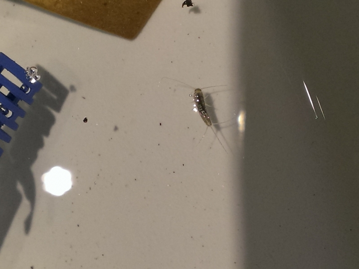 [請問] 這是衣魚或銀魚嗎