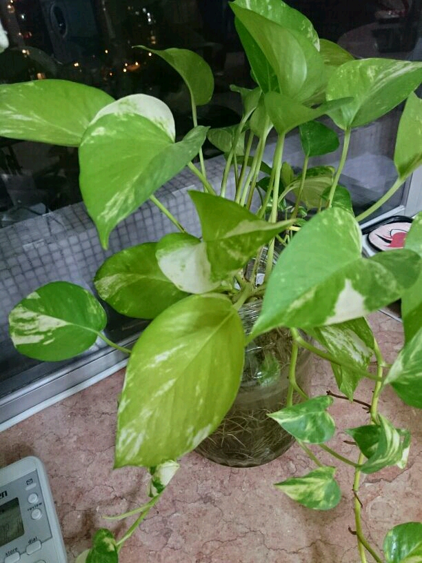 黃金葛越長越差