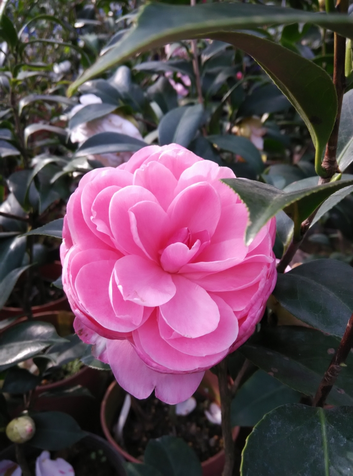 5千元不到的相機-HM Note 4G