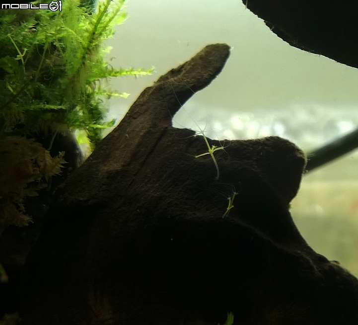 綠水螅(有圖對照)