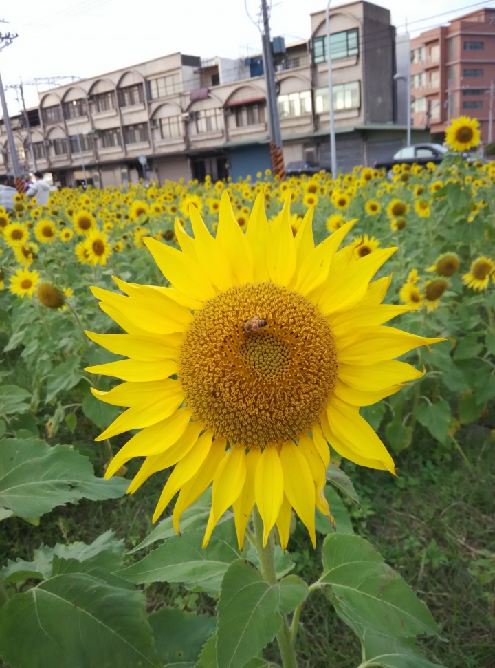 5千元不到的相機-HM Note 4G