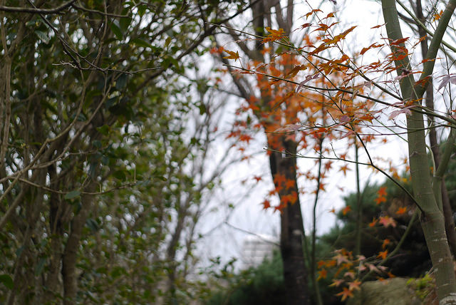 GX1搭配50mm f1.8的散景...
