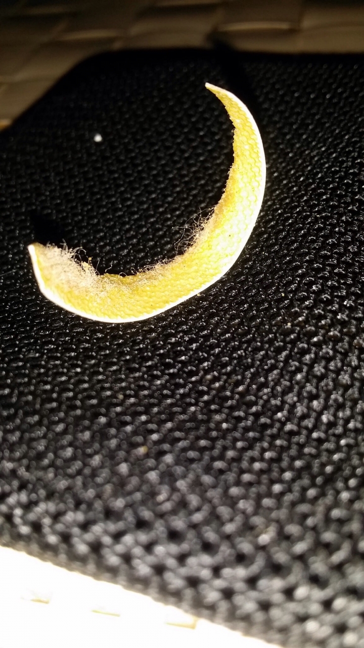 吃零食吃到一半出現這個是什麼東西？