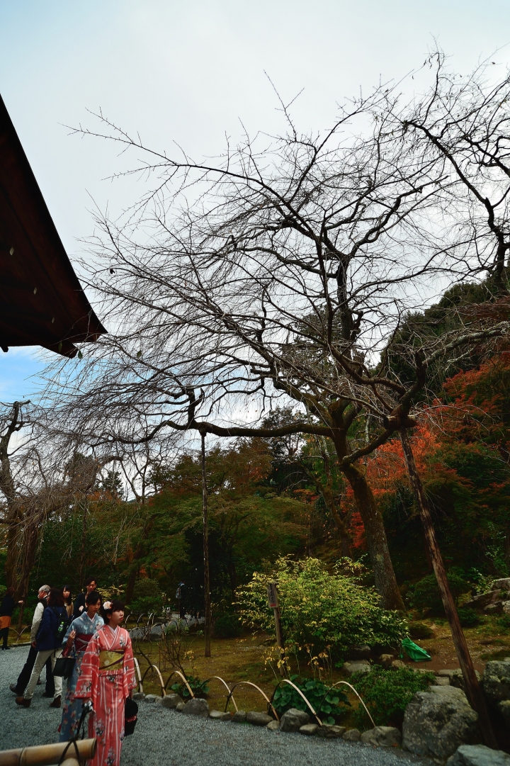 2014 京都-楓[圖多]