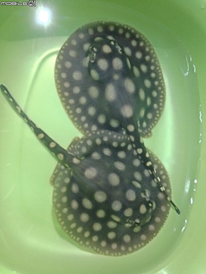 ★ ...分享...皇冠黑白小魟魚..... ★