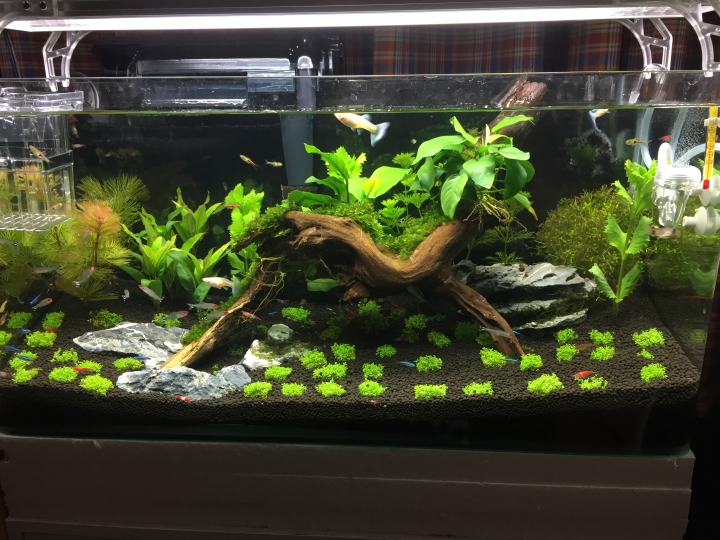 新手草缸 如何將後景土堆高 植入水草