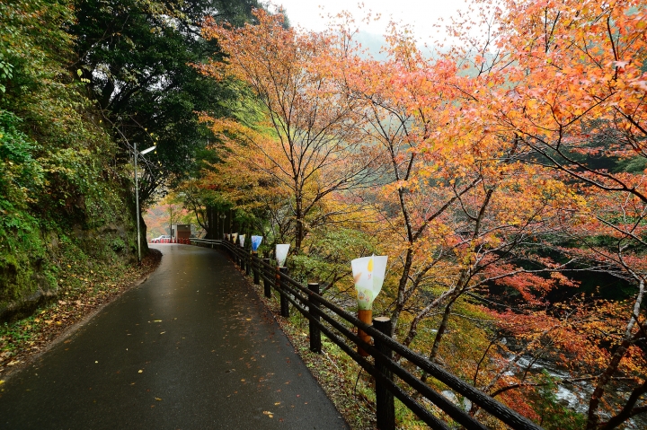 2014 京都-楓[圖多]