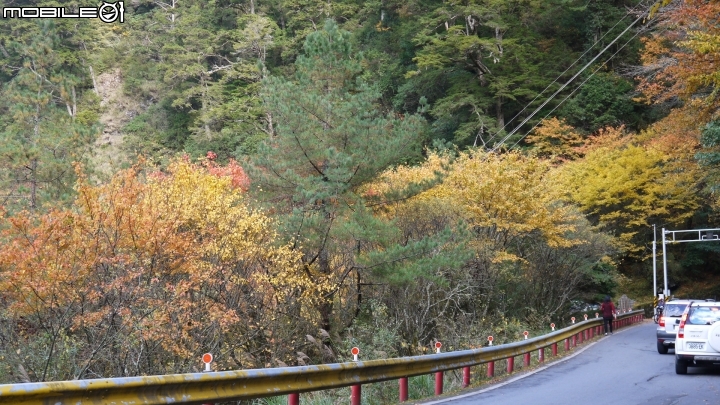 中橫楓紅實況分享