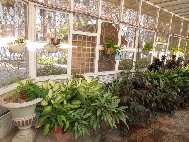 新北的幾個都會區內的小公園賞花行