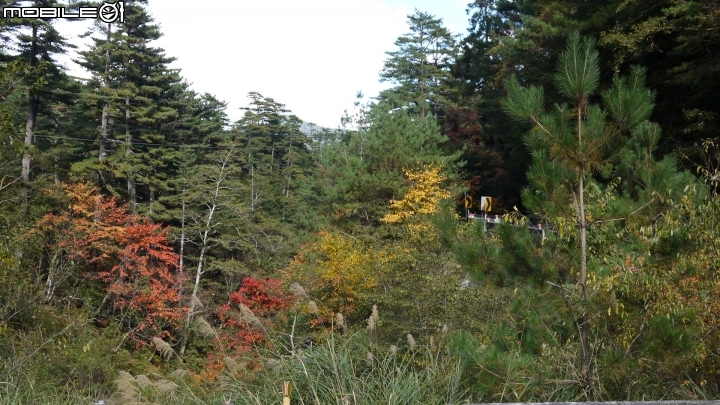 中橫楓紅實況分享