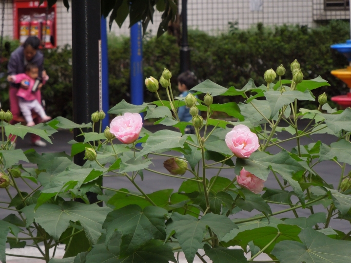 新北的幾個都會區內的小公園賞花行