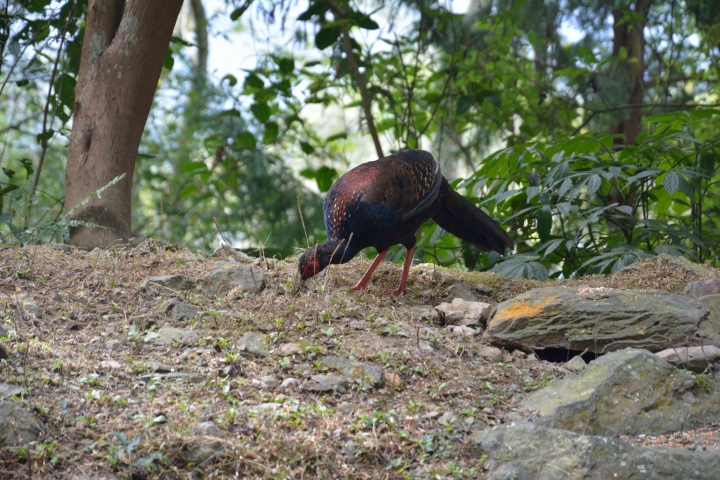 focus 2.0好友默契試駕