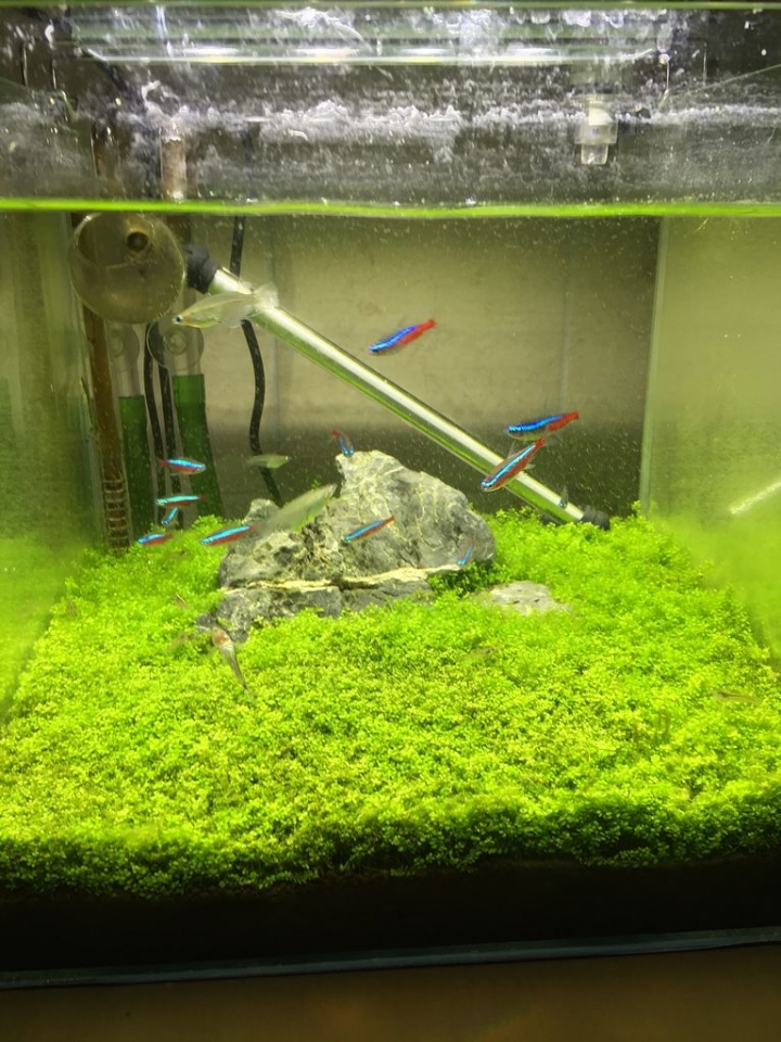 分享~1尺立方缸