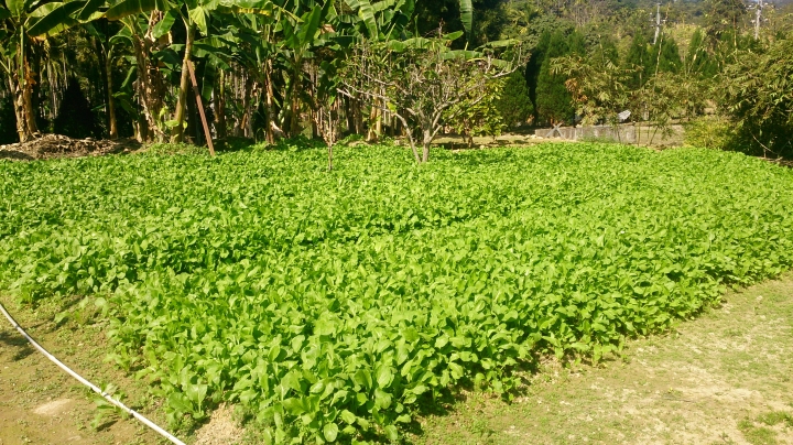 埔里的老家要規劃露營區，請問營友能給我些建議嗎？附照片