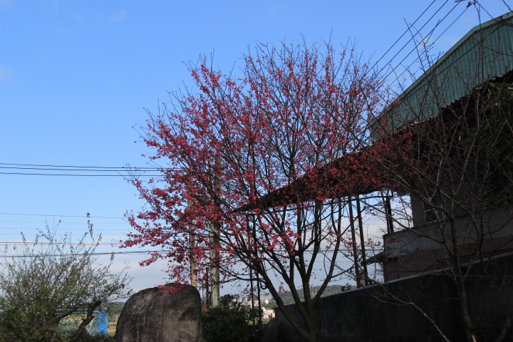 {新北市淡水區}  天元宮櫻花祭-2015.01.29
