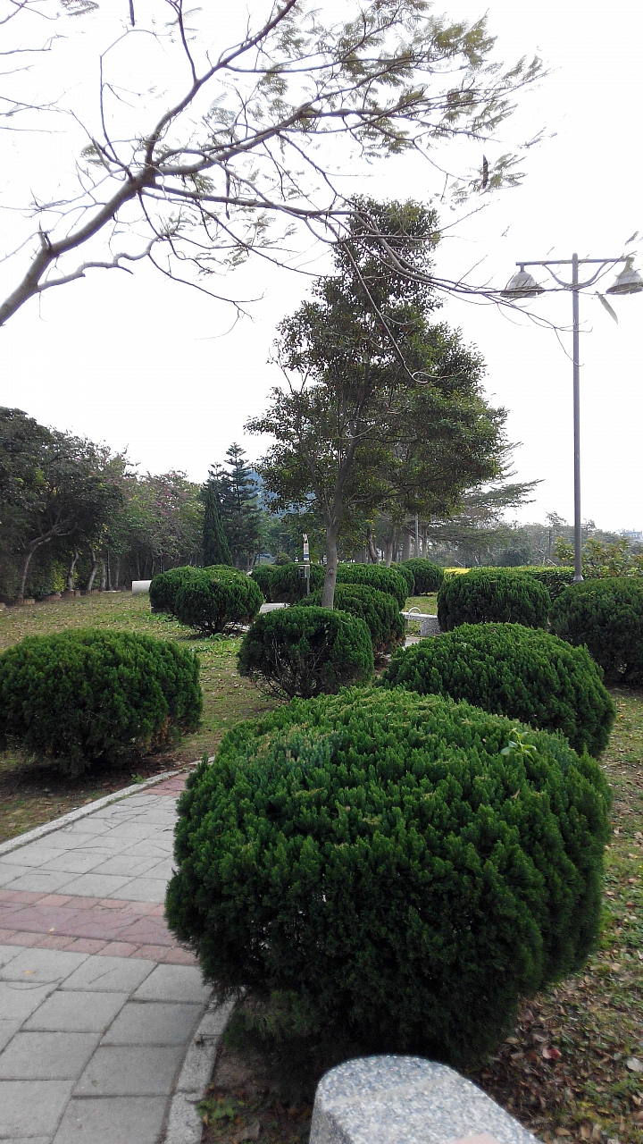桃園 中路復育公園