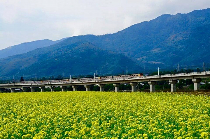2015年開春，縱谷油菜花盛開了