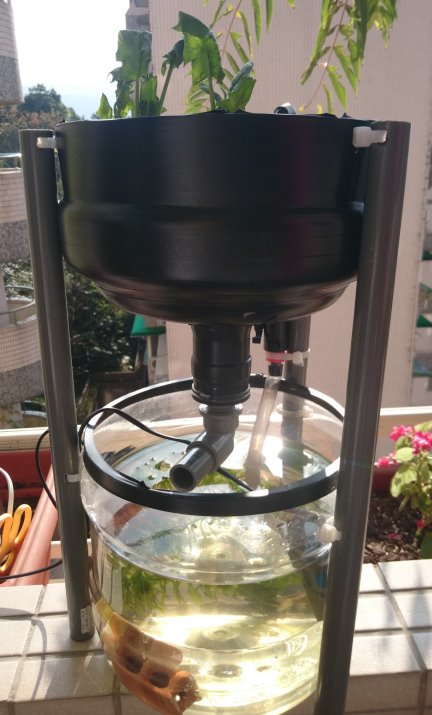 蒸餾水瓶 DIY 迷你魚菜共生系統 Mini Aquaponics