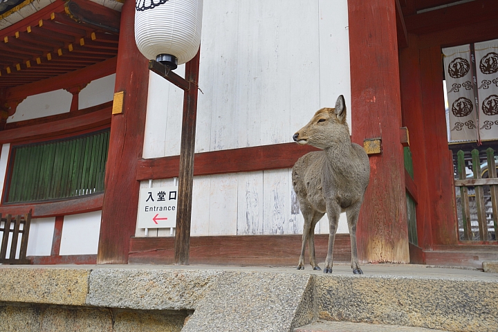2015京阪奈之旅
