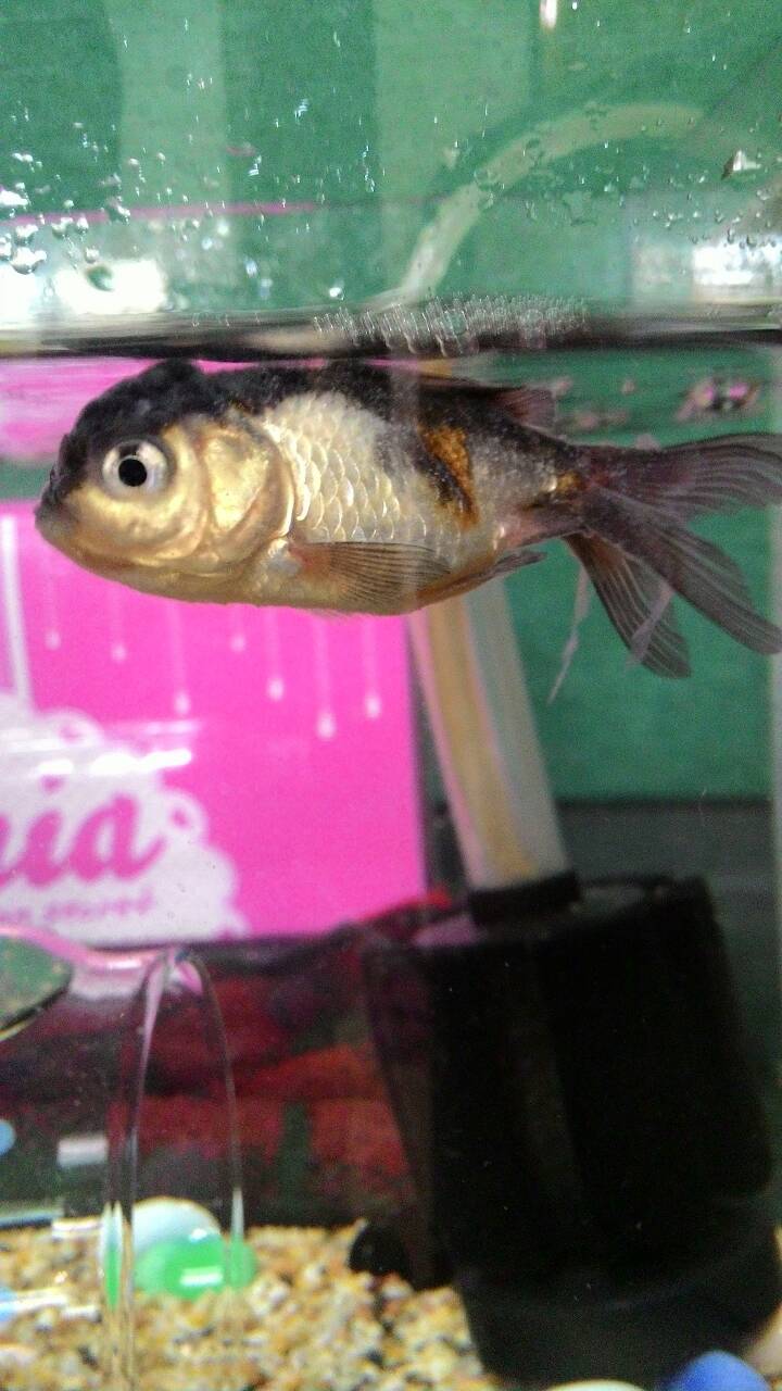 魚缸放魚會脫膜,求救