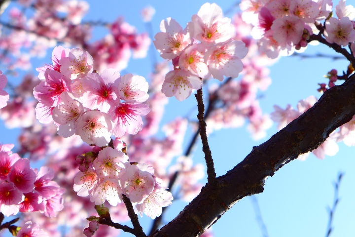 升級 Canon 70D