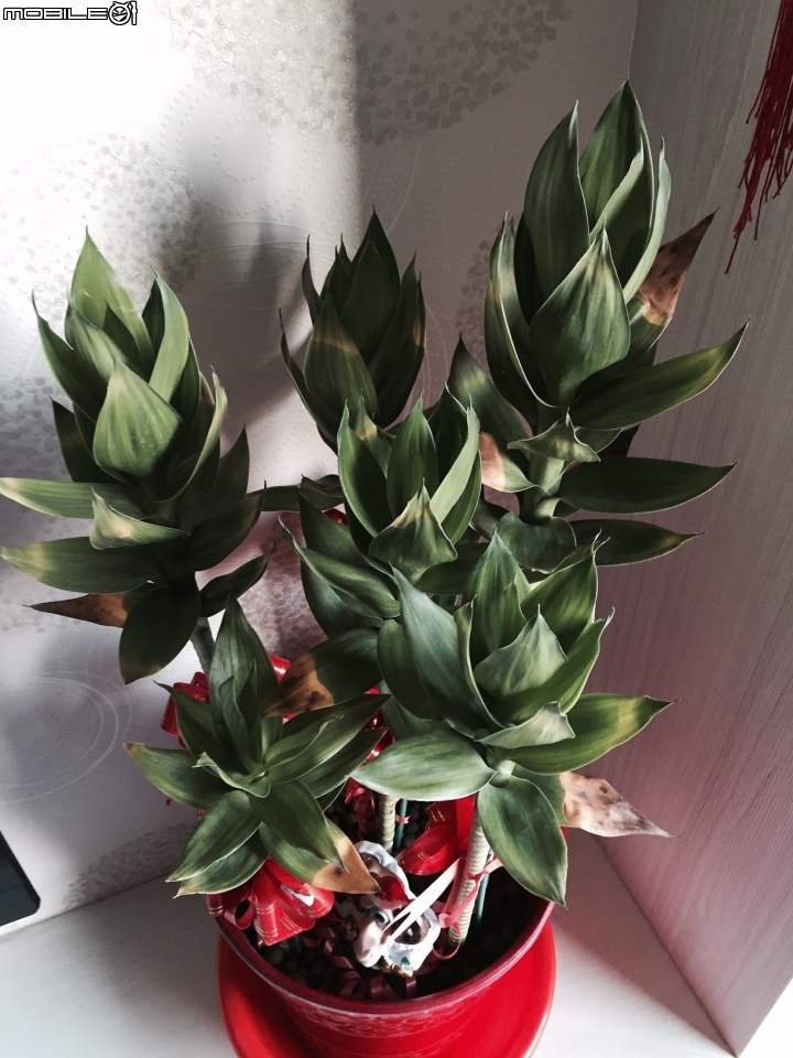 請問這花的名稱是什麼，另葉尾枯黃該如何處理