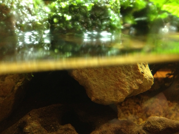 野採水陸缸