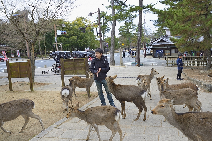 2015京阪奈之旅